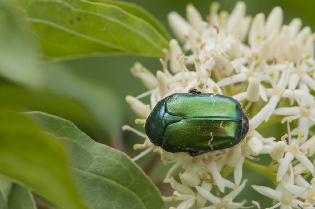 Cetoniidae: Cetonia aurata pisana e Protaetia cuprea cuprea