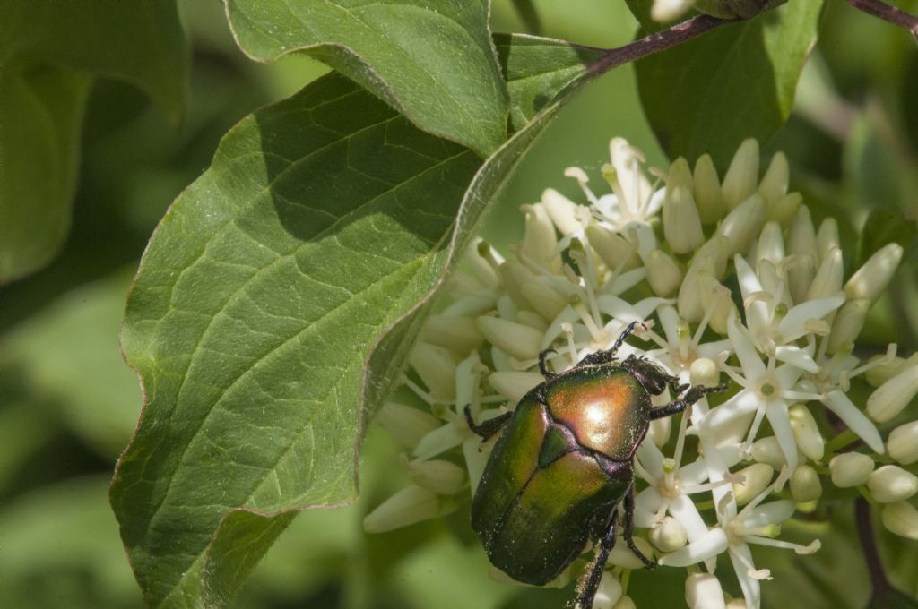 Cetoniidae: Cetonia aurata pisana e Protaetia cuprea cuprea