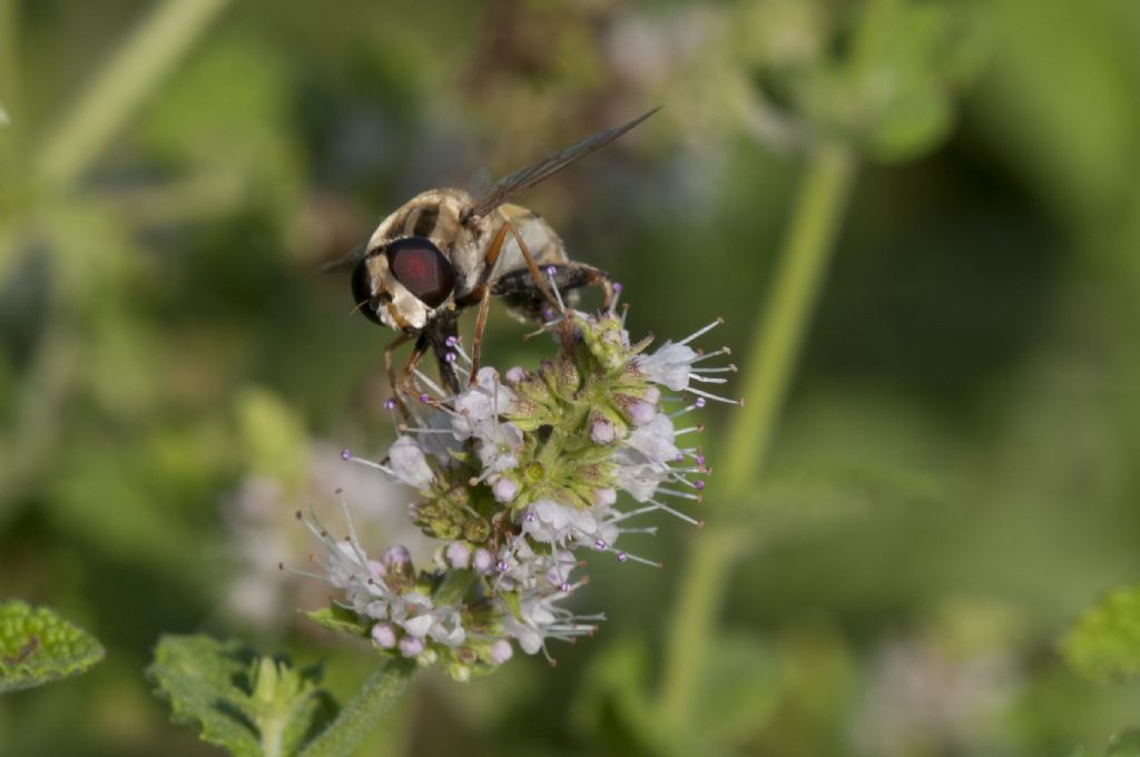Syrphidae: Helopilus trivittatus, maschio