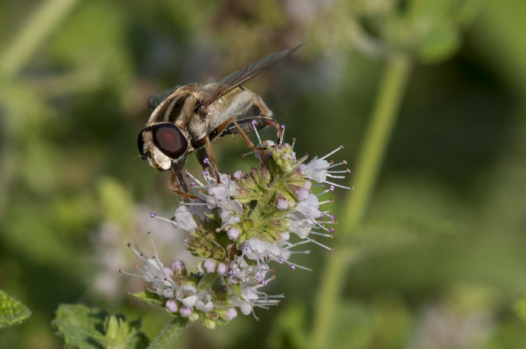 Syrphidae: Helopilus trivittatus, maschio
