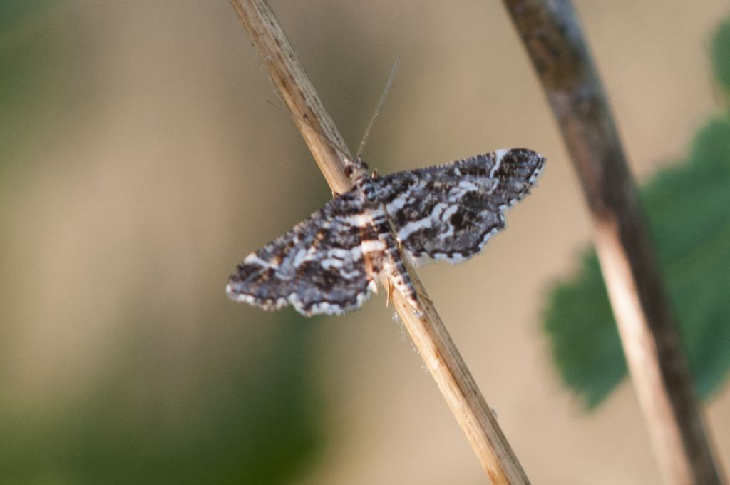 Piccola farfalla da ID - Diasemiopsis ramburialis, Crambidae