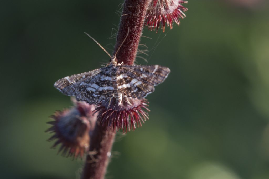 Piccola farfalla da ID - Diasemiopsis ramburialis, Crambidae