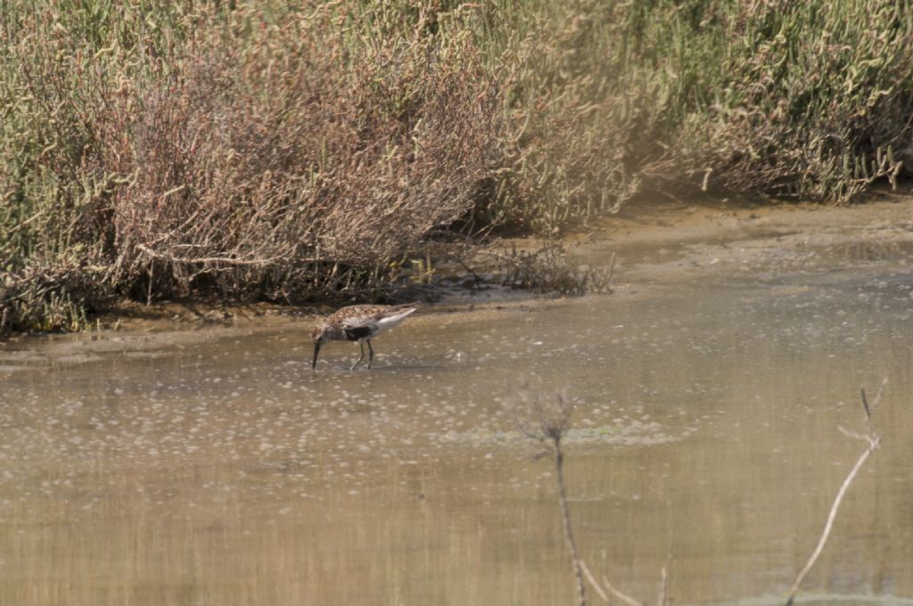 Fotografato nelle Valli di Comacchio