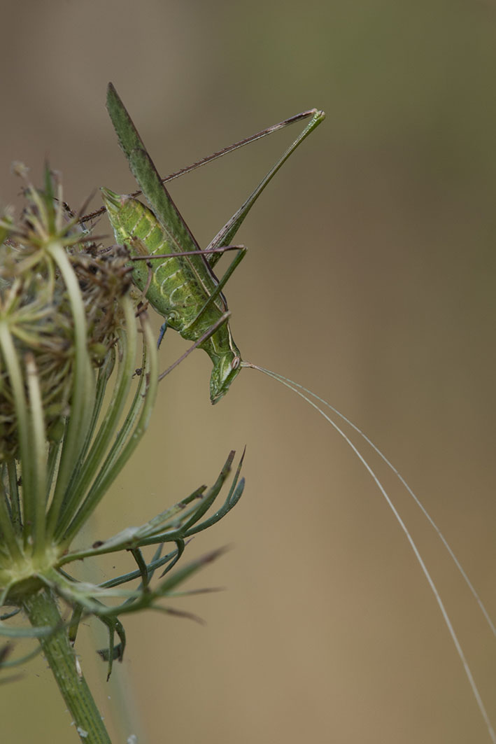 Anisoptera sp. (Conocephalidae) e Tylopsis lilifolia (Tettigoniidae)
