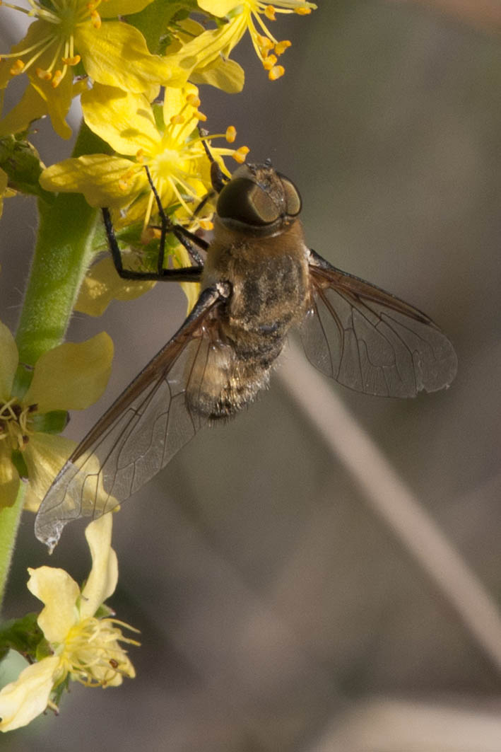 Bombyliidae: cfr. Villa sp.