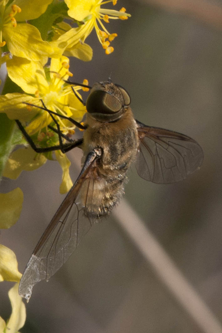 Bombyliidae: cfr. Villa sp.