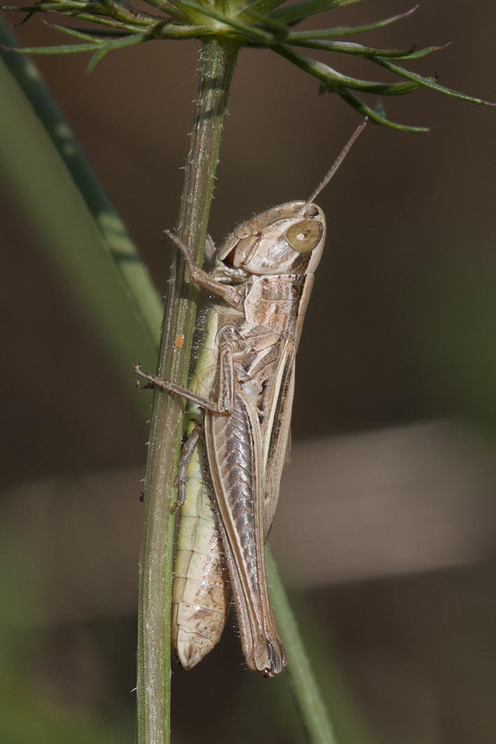 Acrididae: Euchorthippus declivus, femmina