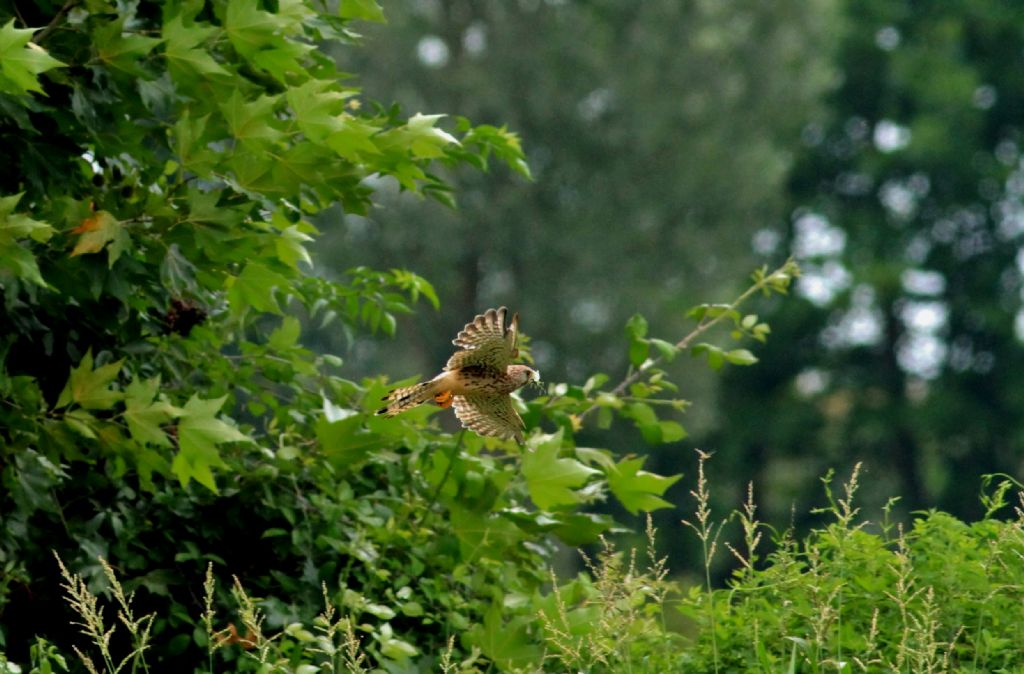 Ad ali spiegate, il sogno di Icaro.