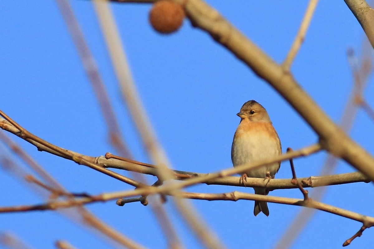 Peppola ( Fringilla montifringilla )