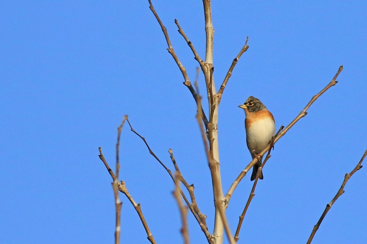 Peppola ( Fringilla montifringilla )