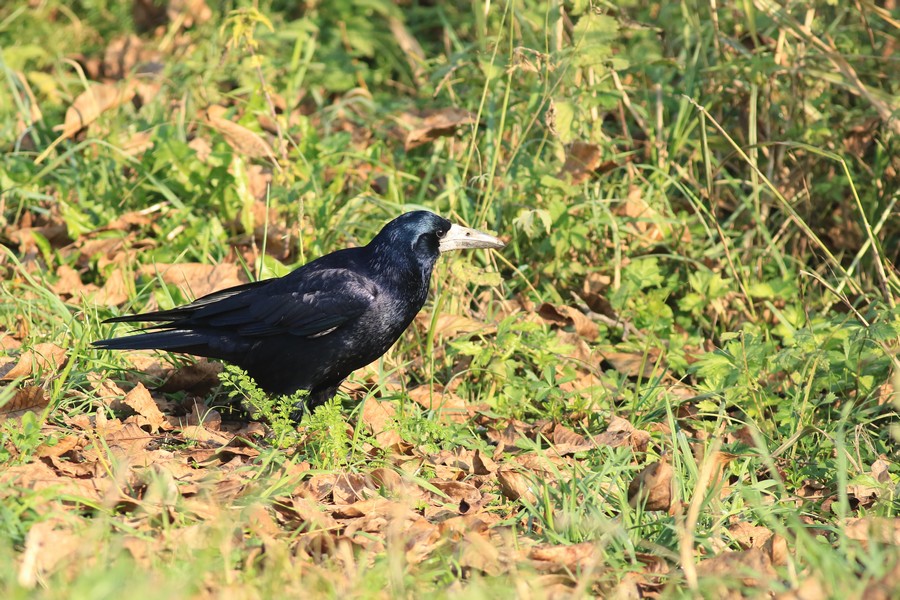 Corvo comune ( Corvus frugilegus )