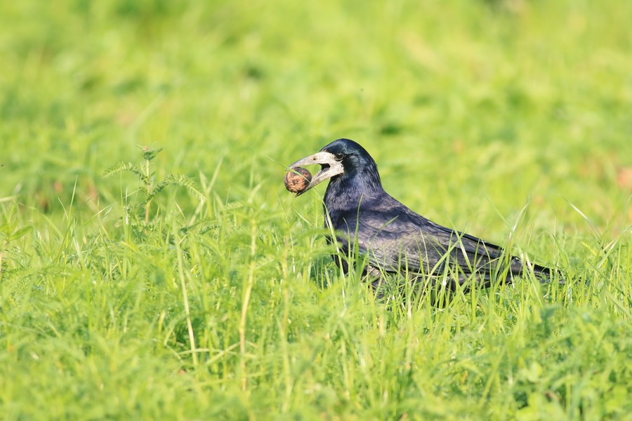 Corvo comune ( Corvus frugilegus )