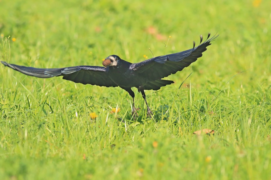 Corvo comune ( Corvus frugilegus )