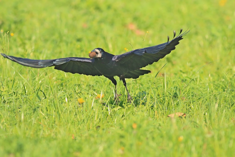 Corvo comune ( Corvus frugilegus )