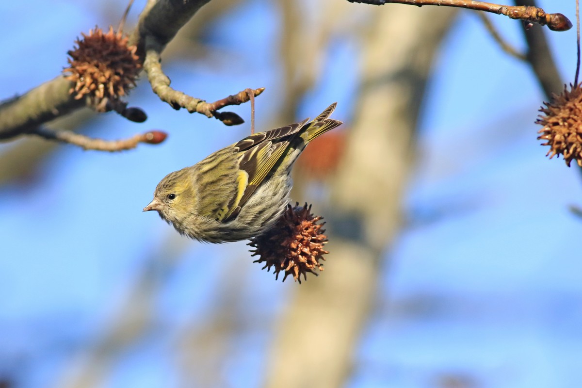 Lucherini ( Spinus spinus ) - gli equilibristi