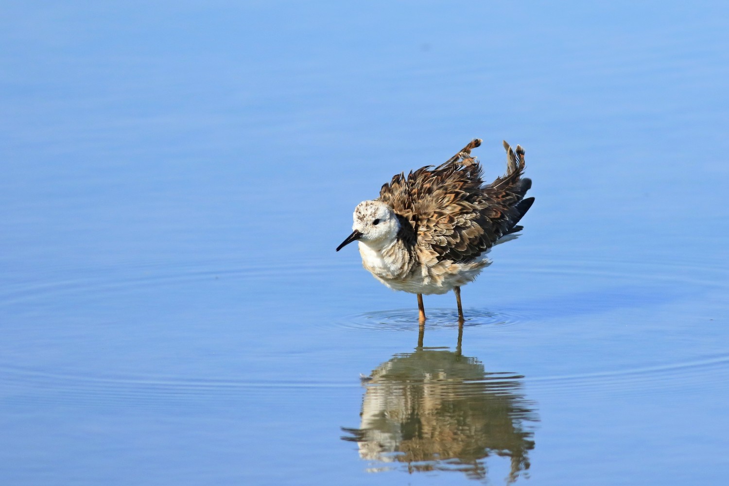 Combattenti ( Philomachus pugnax )