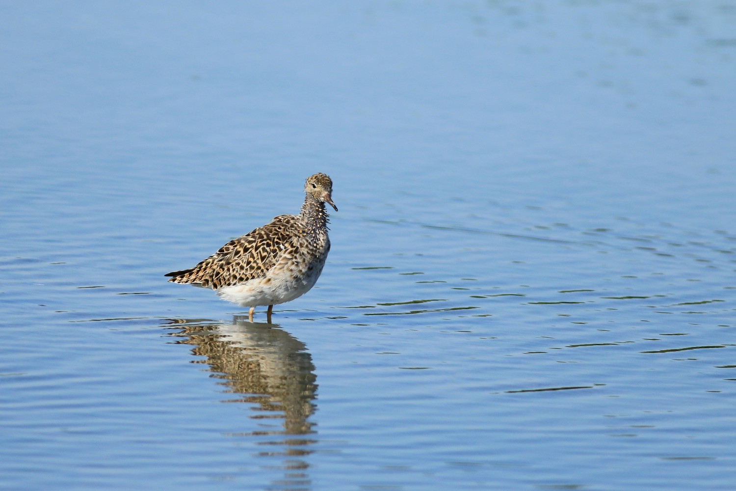 Combattenti ( Philomachus pugnax )