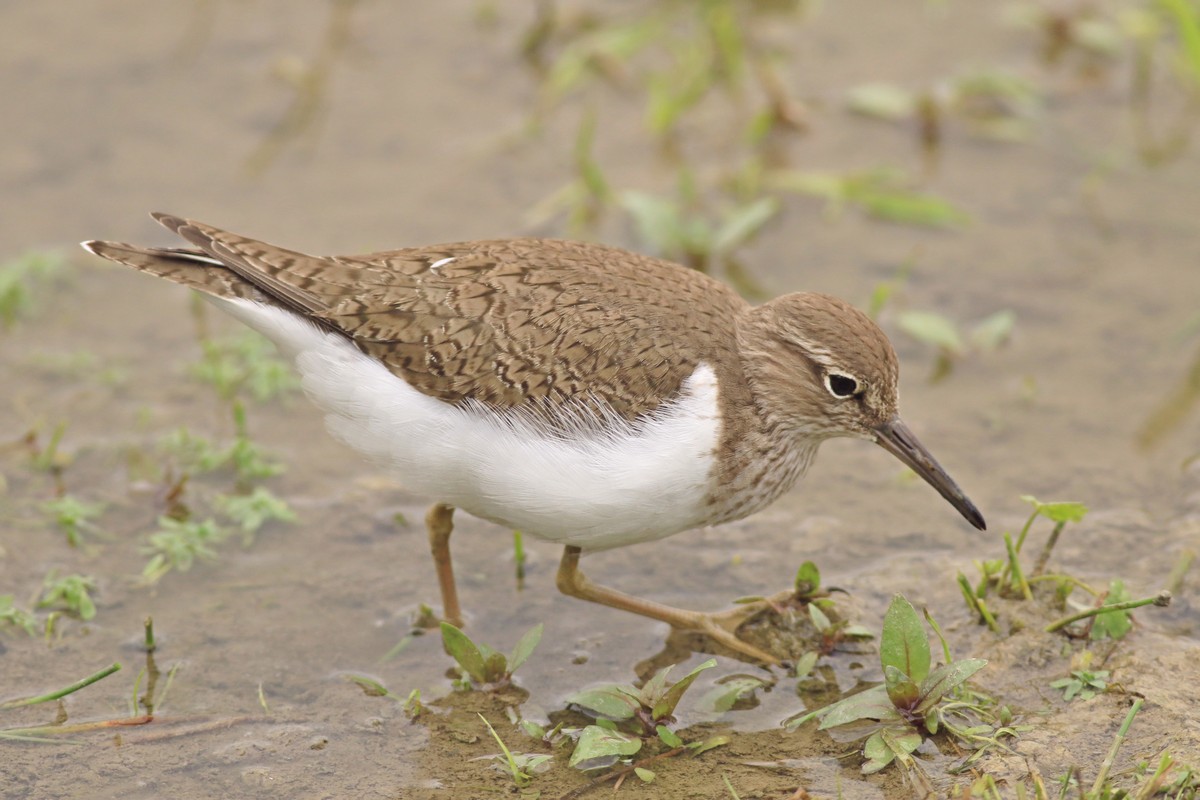 Piro piro piccolo ( Actitis hypoleucos ) vicino vicino e una domanda