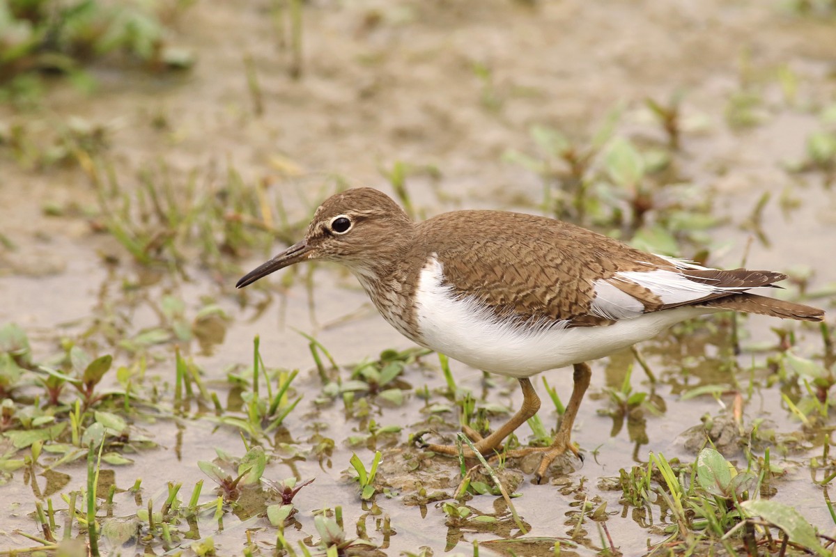 Piro piro piccolo ( Actitis hypoleucos ) vicino vicino e una domanda