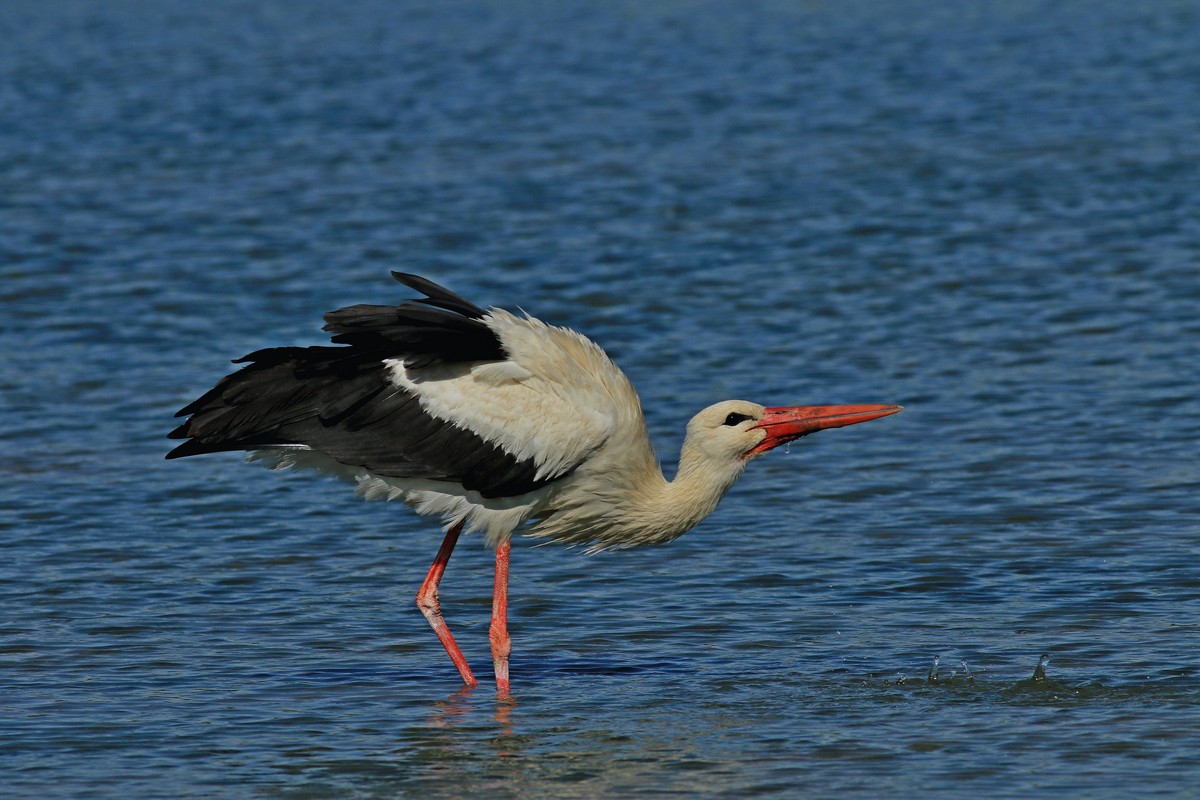 Cicogna bianca ( Ciconia ciconia )