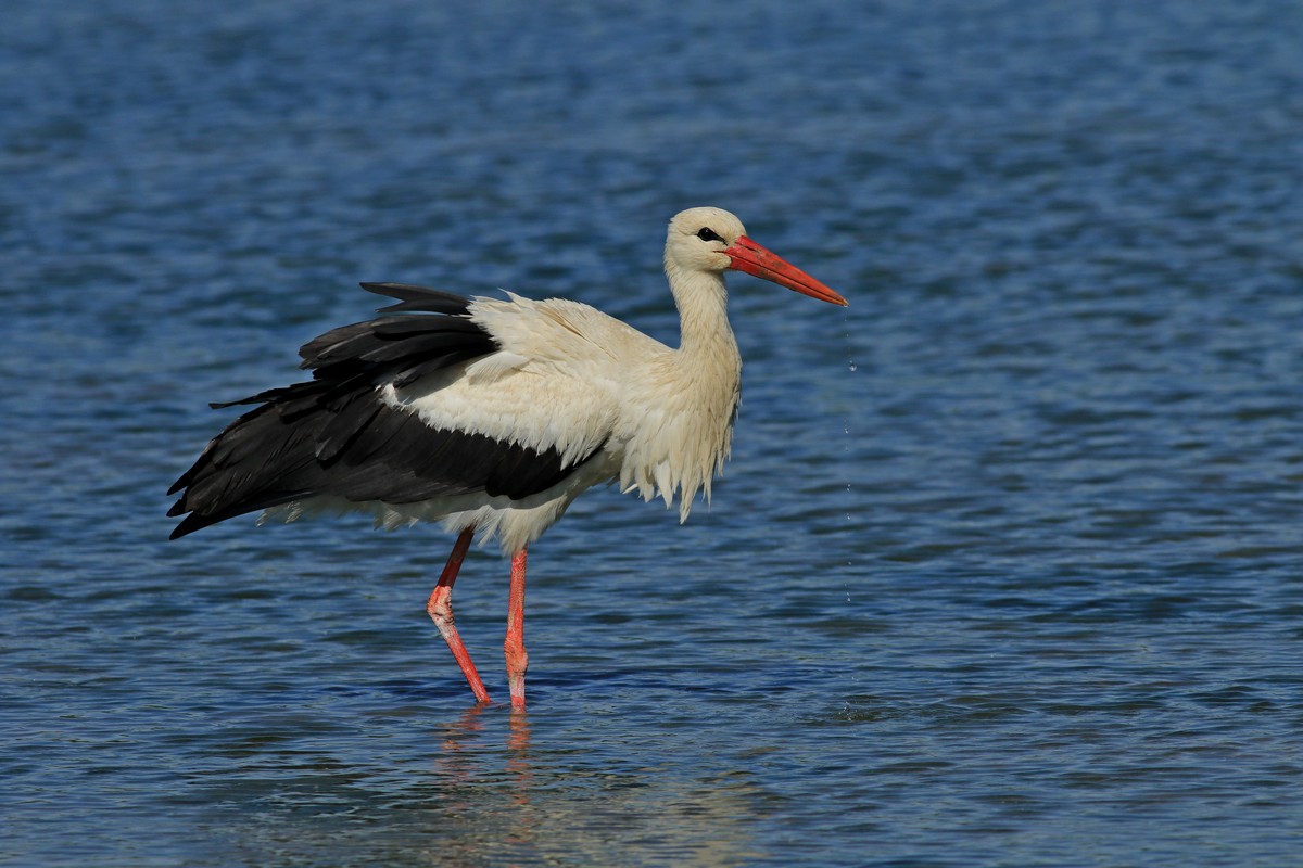 Cicogna bianca ( Ciconia ciconia )