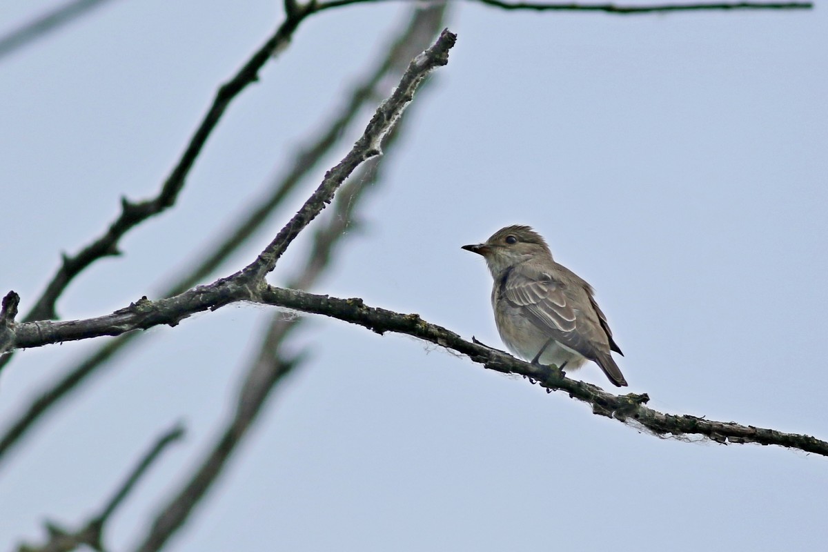 Aiuto identifcazione passeriforme: Pigliamosche (Muscicapa striata)