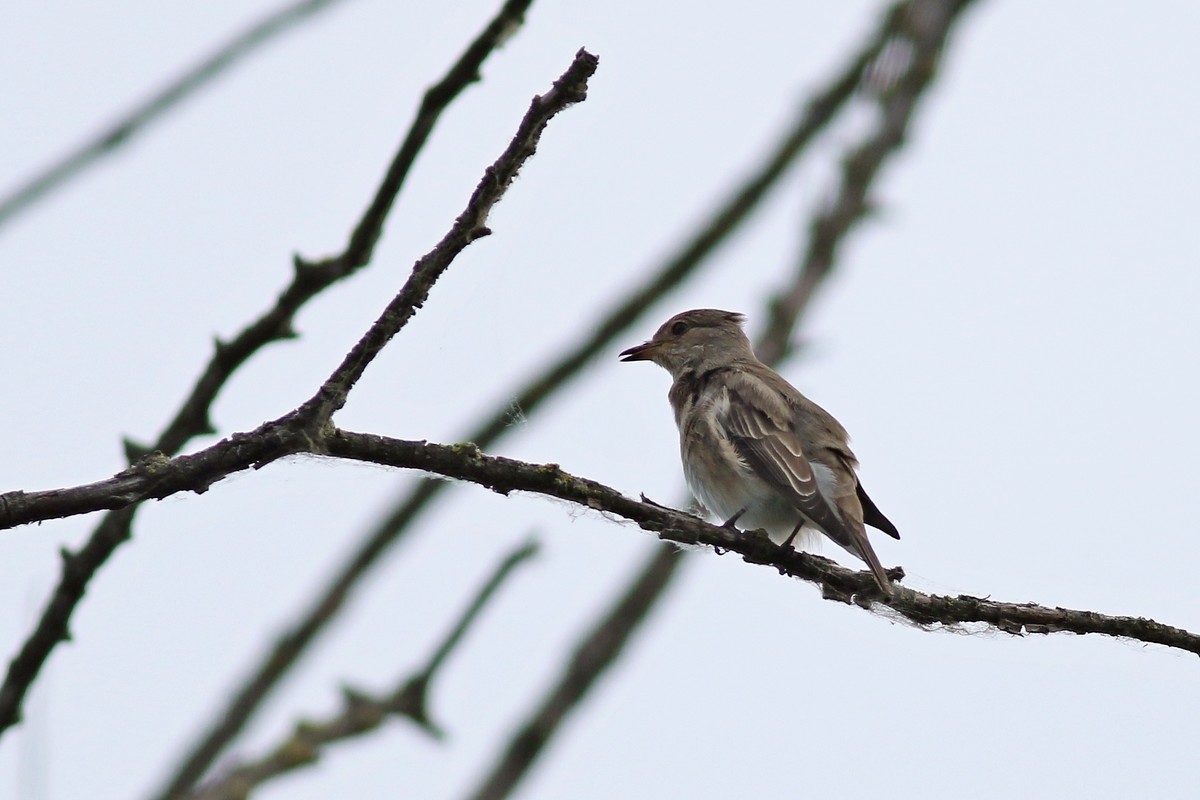 Aiuto identifcazione passeriforme: Pigliamosche (Muscicapa striata)