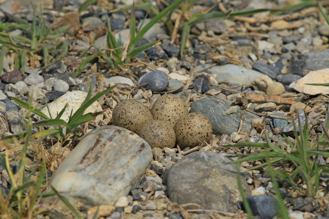 Corriere piccolo ( Caradrius dubius ) in cova