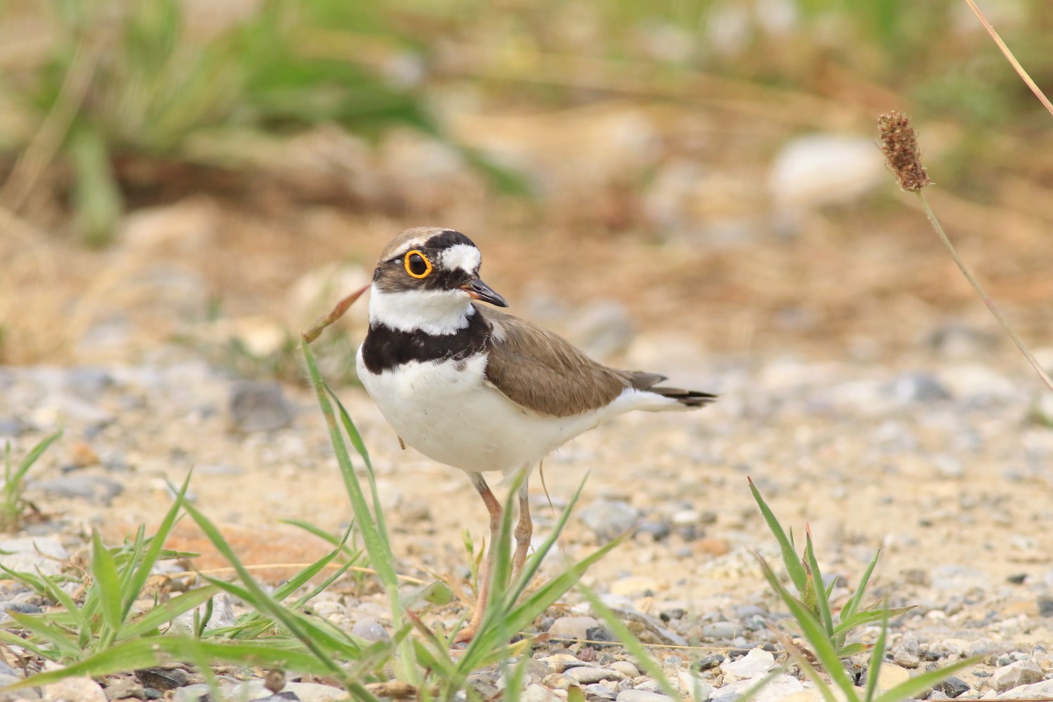 Corriere piccolo ( Caradrius dubius ) in cova