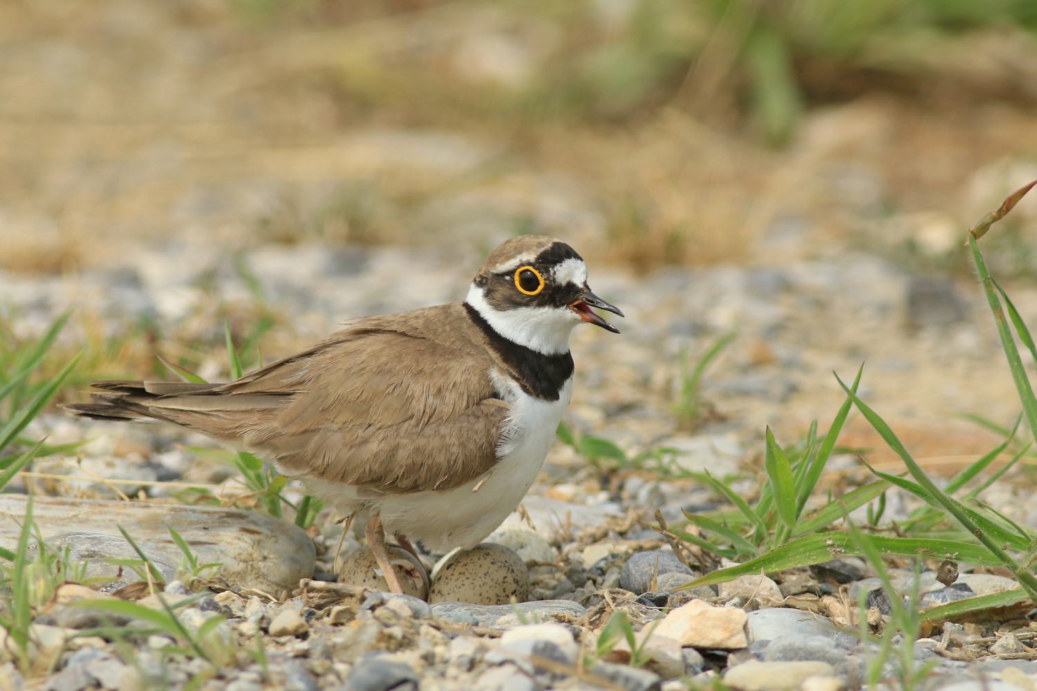 Corriere piccolo ( Caradrius dubius ) in cova