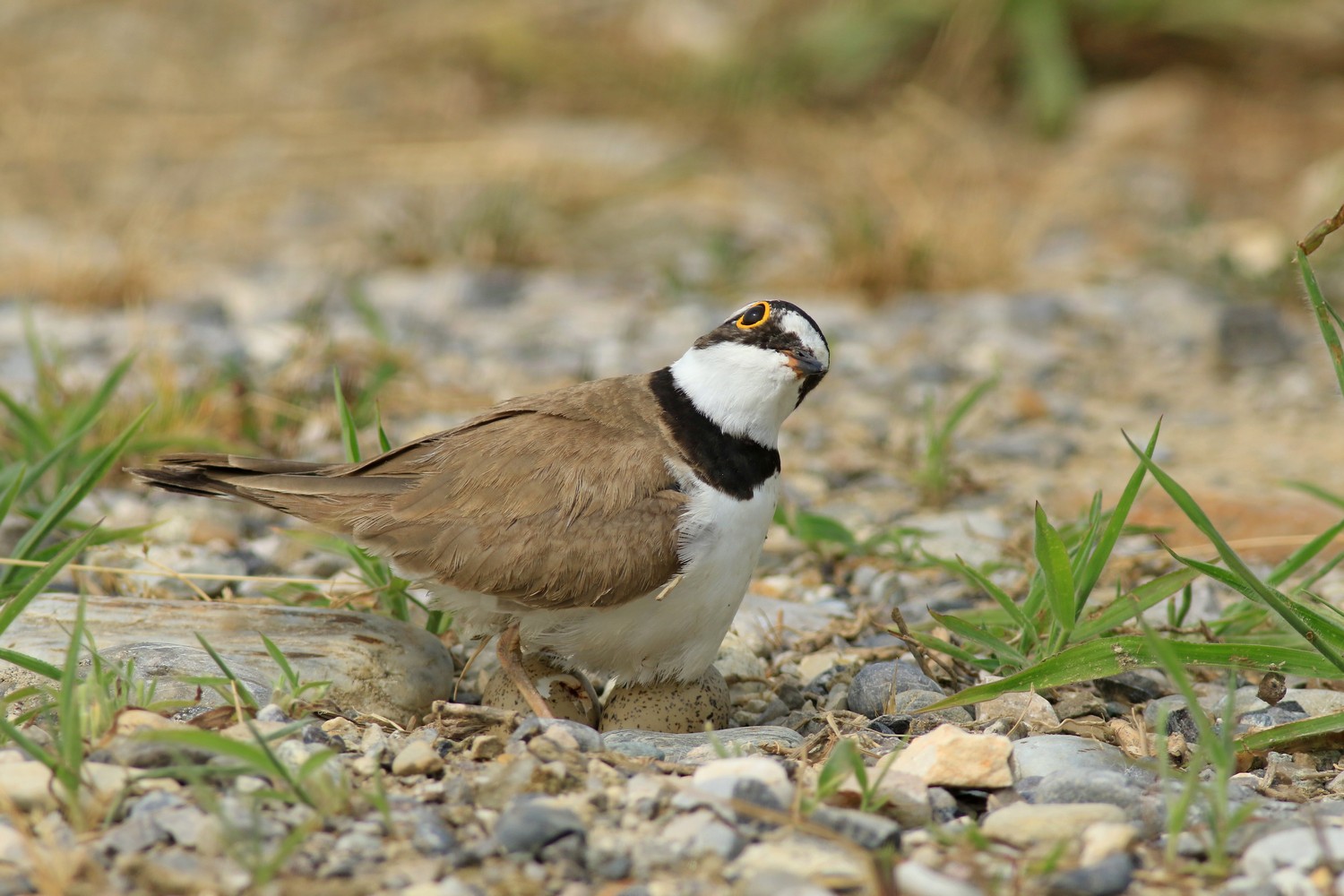 Corriere piccolo ( Caradrius dubius ) in cova