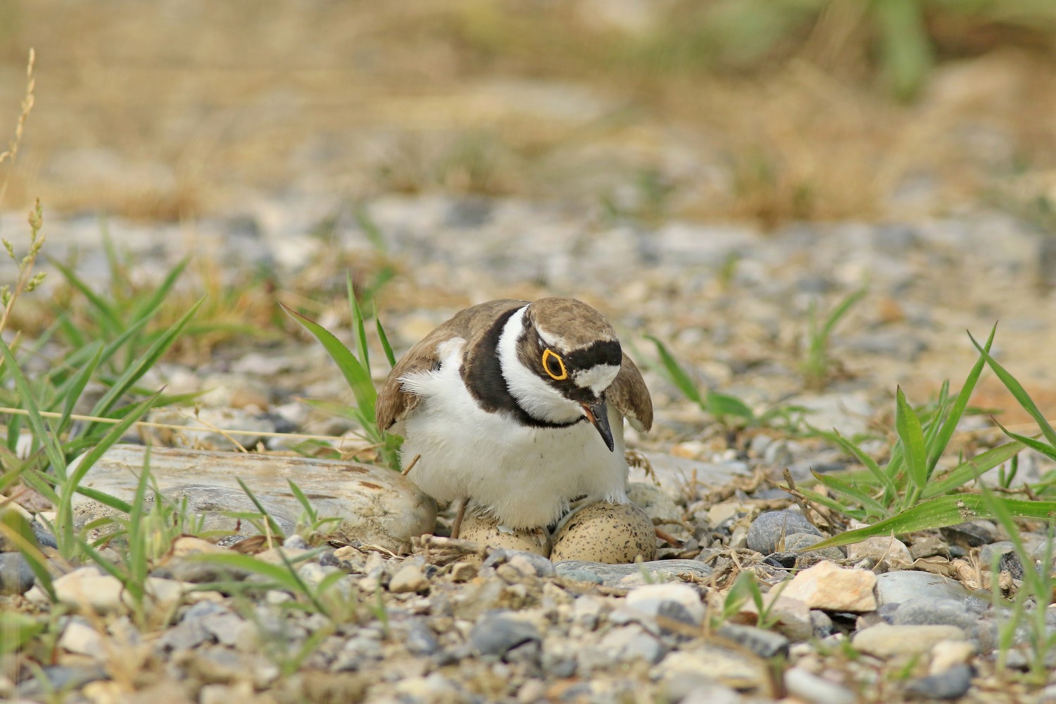 Corriere piccolo ( Caradrius dubius ) in cova