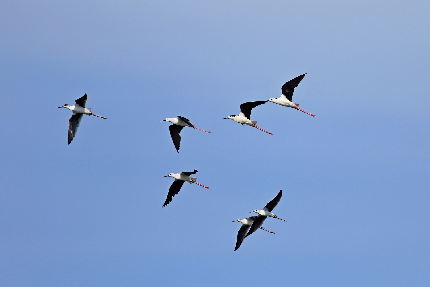 Cavalieri d''Italia ( Himantopus himantopus ) adulti e giovani