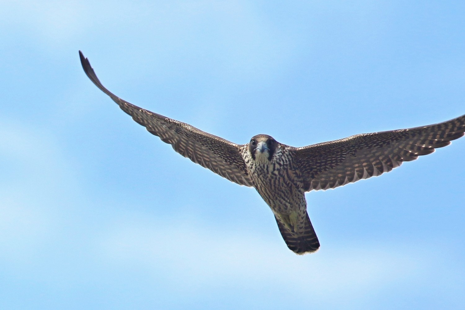 Falco pellegrino (Falco peregrinus )