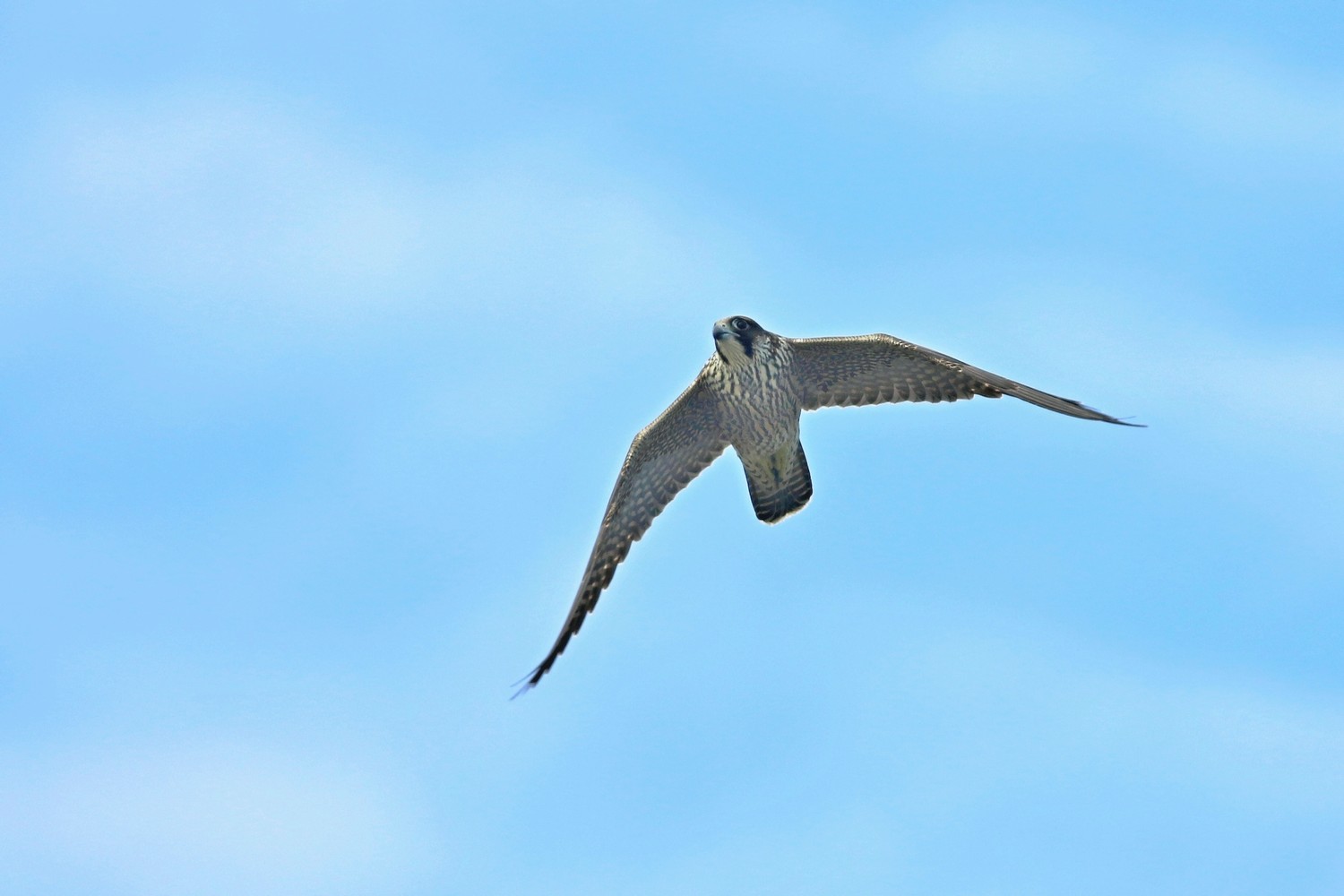 Falco pellegrino (Falco peregrinus )
