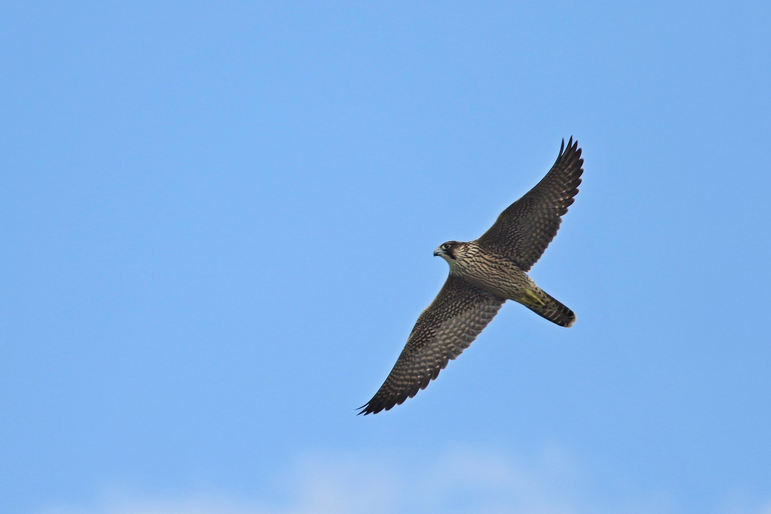 Falco pellegrino (Falco peregrinus )