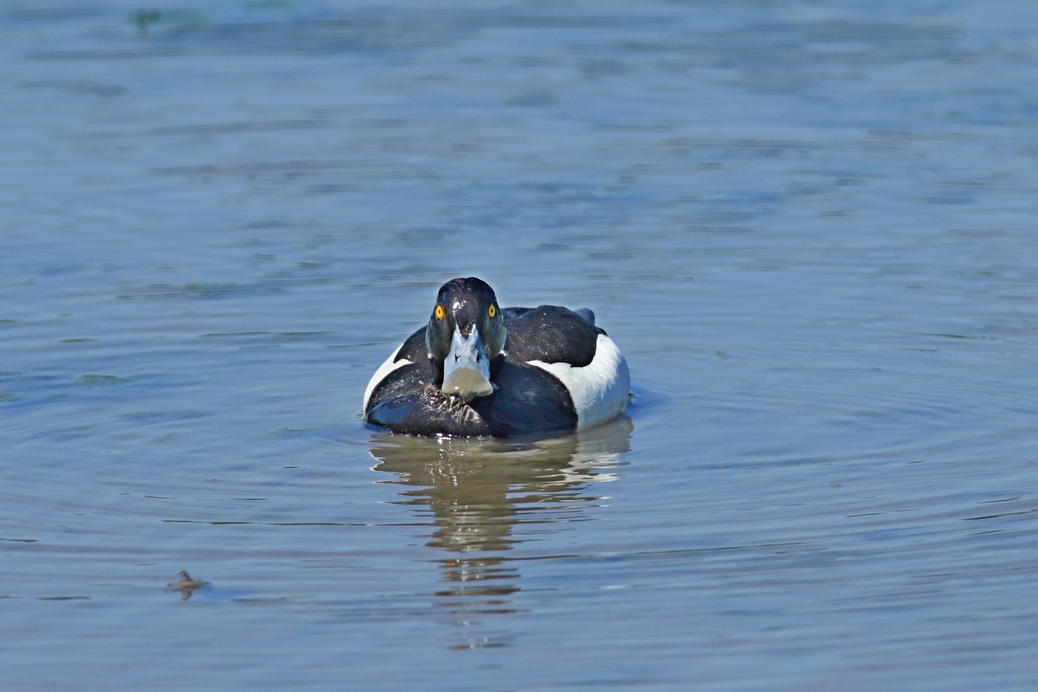 Moretta ( Aythya fuligula )