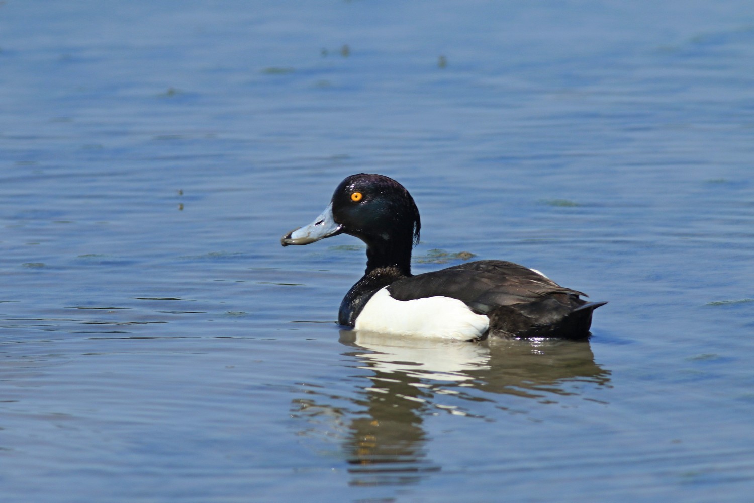 Moretta ( Aythya fuligula )