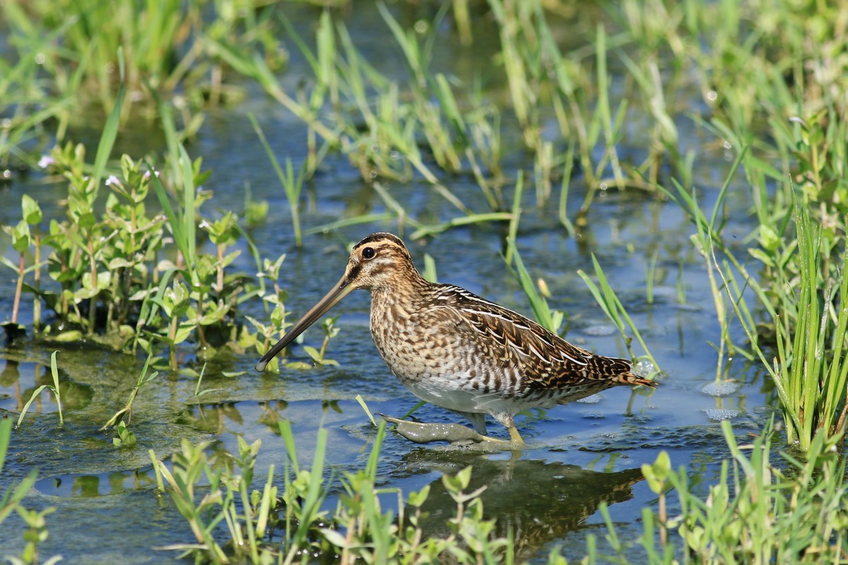 Beccaccino ( Gallinago gallinago )