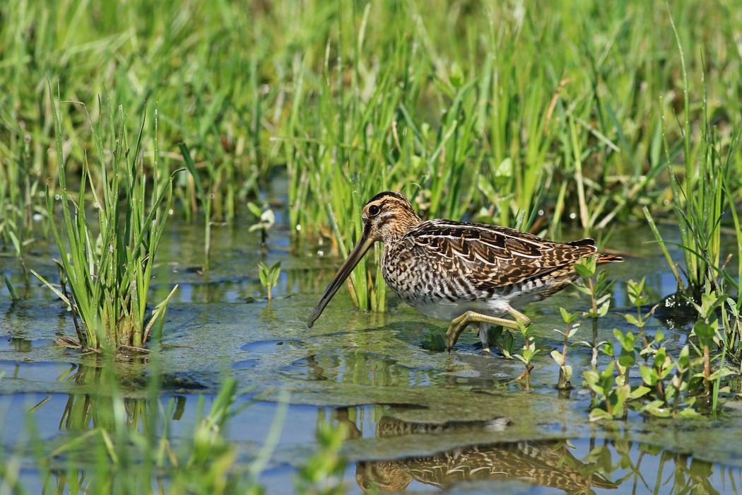 Beccaccino ( Gallinago gallinago )