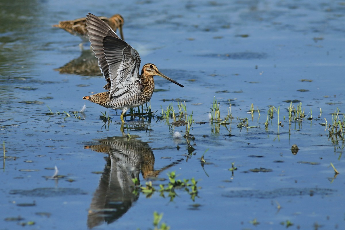 Beccaccino ( Gallinago gallinago )