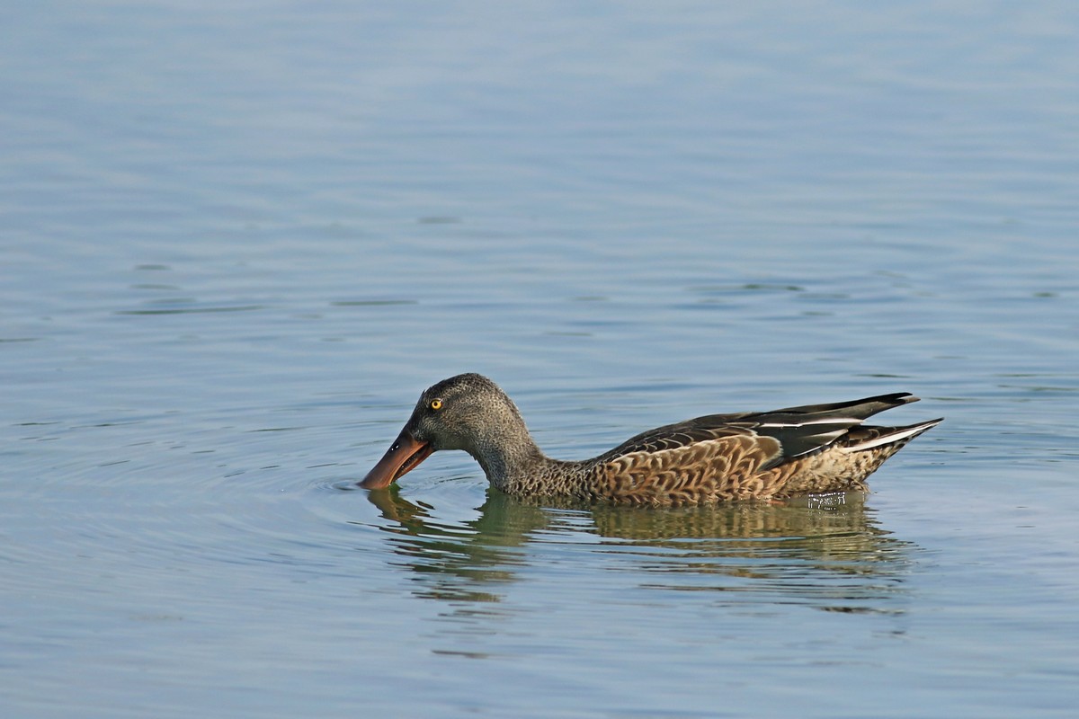 Mestolone ( Anas clypeata ) in muta