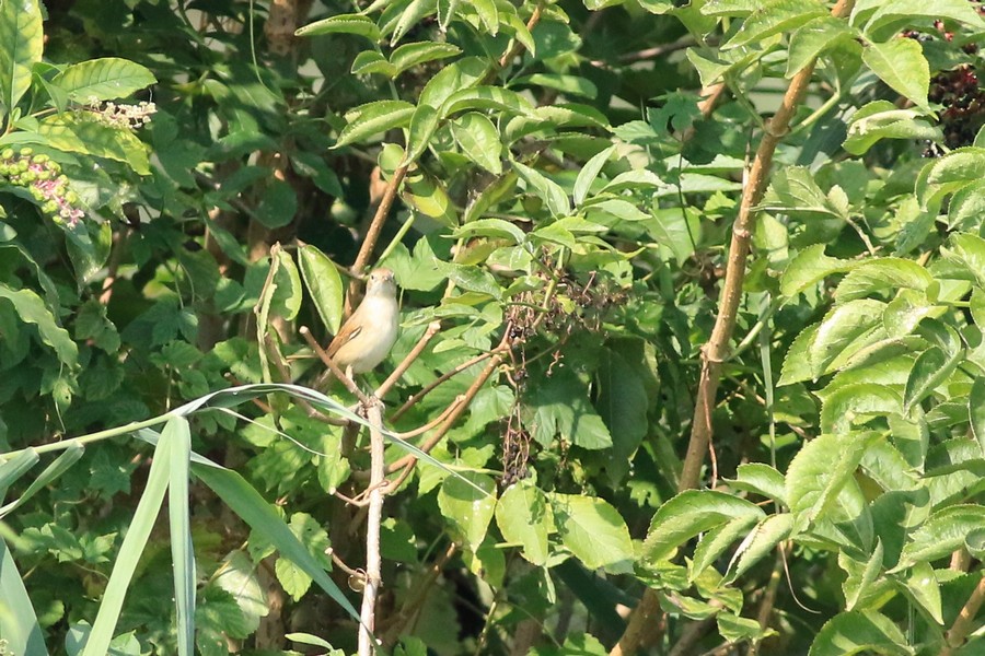 Sterpazzola  (Sylvia communis)
