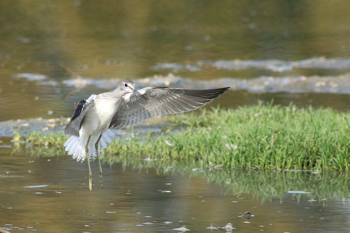 Pantana ( Tringa nebularia ) in atterraggio