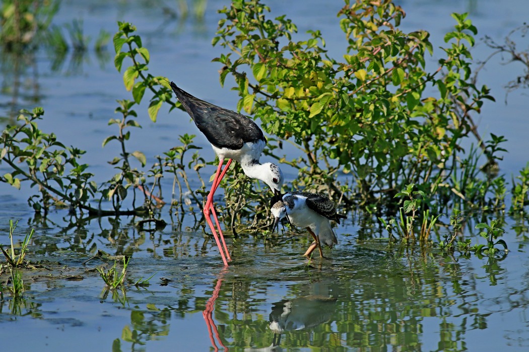Cavalieri d''Italia ( Himantopus himantopus )  a volte sono terribili