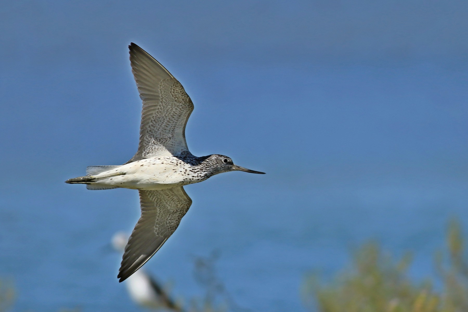 Pantana ( Tringa nebularia ) in volo
