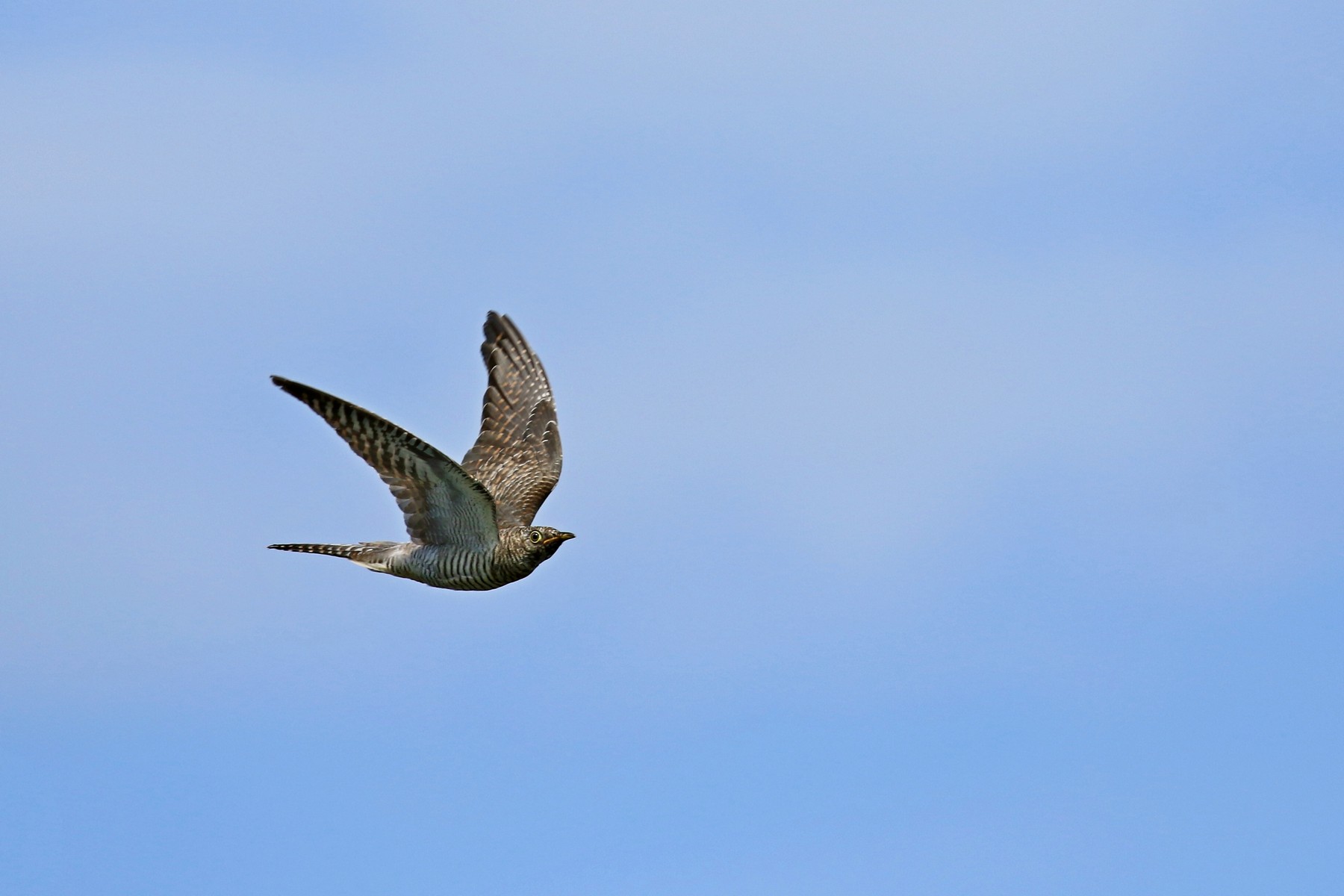 Cuculo ( Cuculus canorus ) giovane in volo