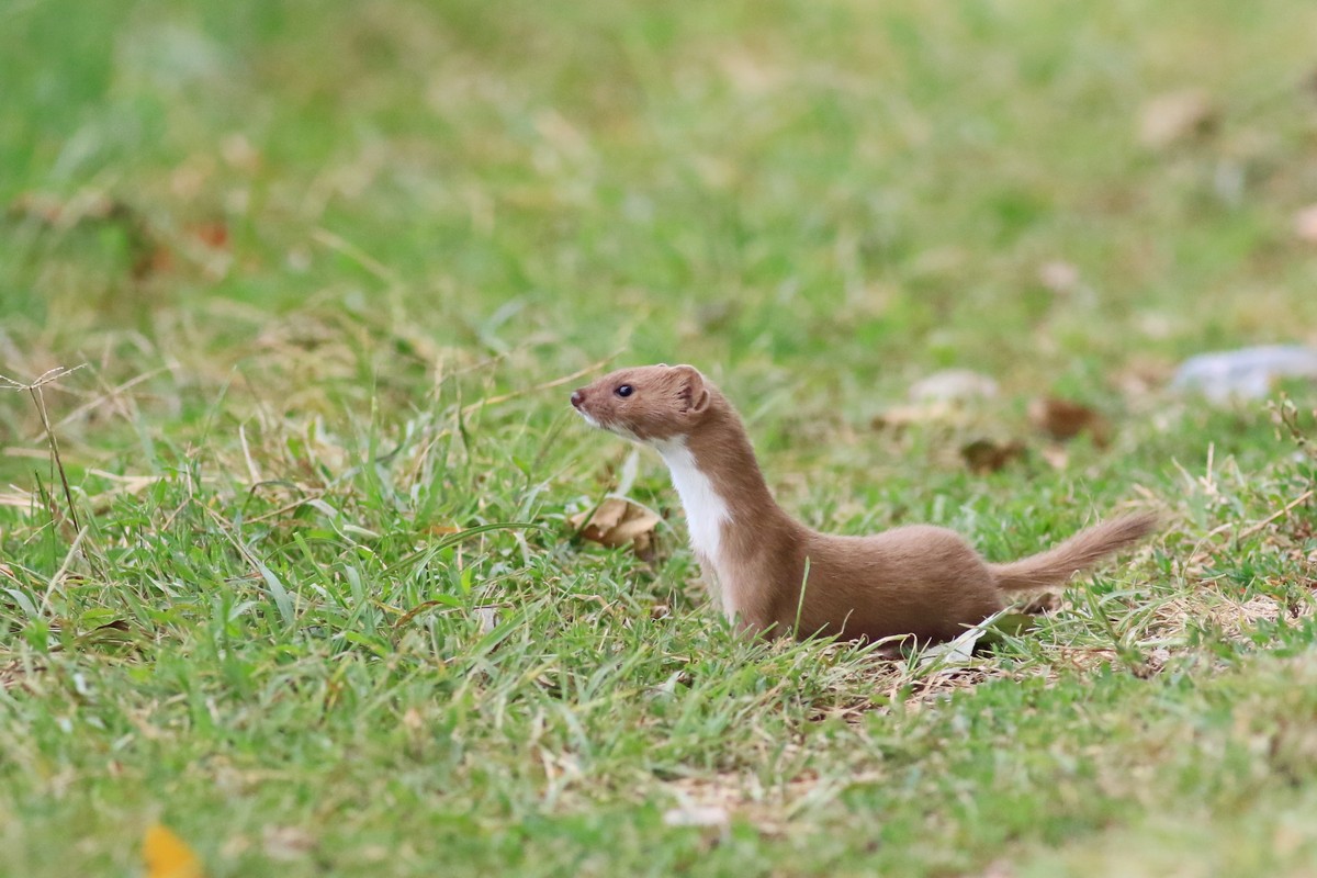 Donnola ( Mustela nivalis vulgaris )