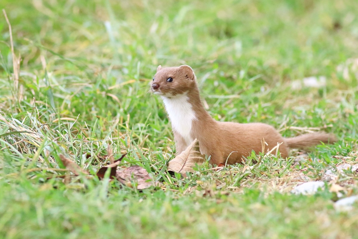 Donnola ( Mustela nivalis vulgaris )