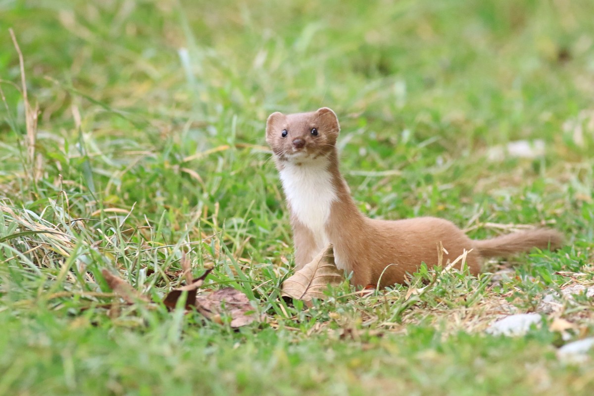 Donnola ( Mustela nivalis vulgaris )